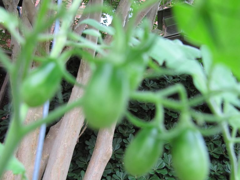Another Tomato Pasta for Summer