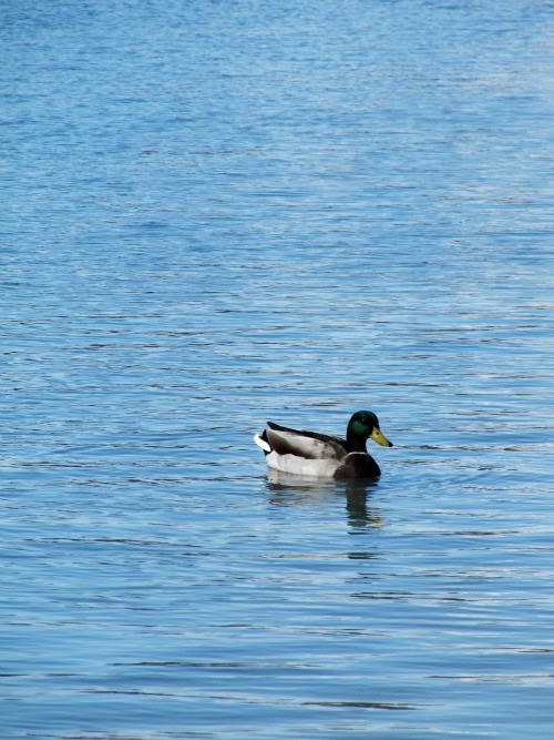 A mallard duck swimming in the reflecting pool. 