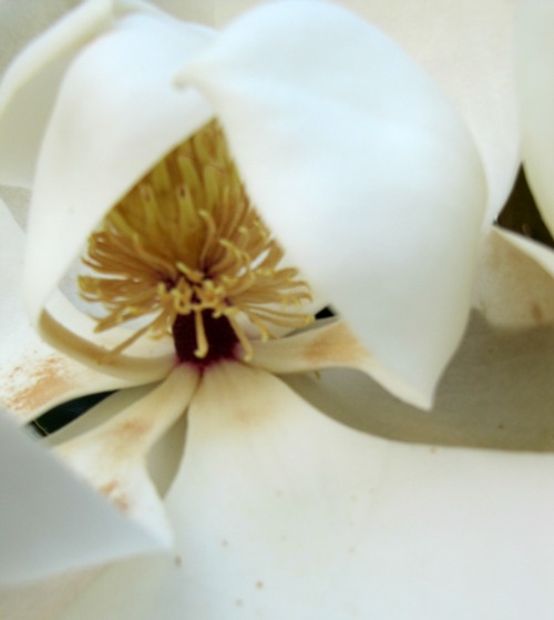 The Beauty and Fragrance of Magnolia's