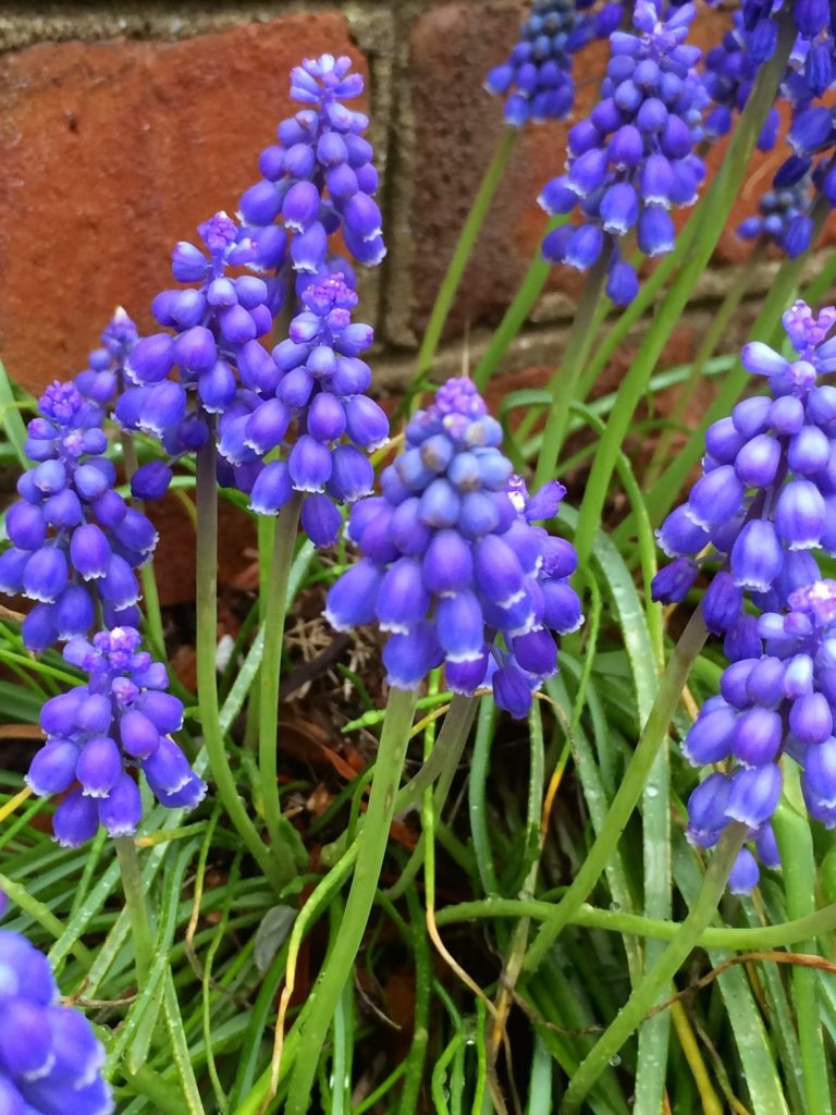 Friday Favorites  from Jones and Company, Ciao Dominica, Yammies Noshery,  Sweet Little Blue Bird and More