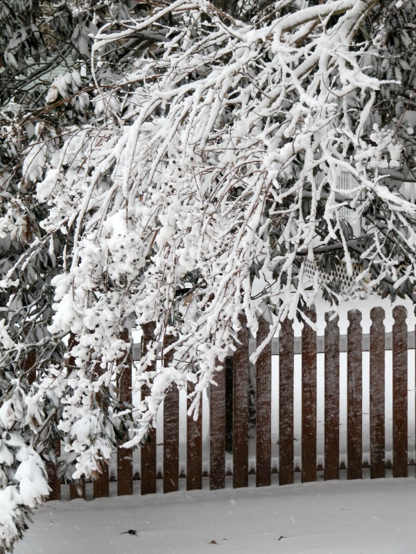 Snow on a fence