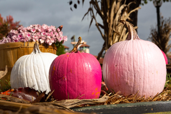 three pumpkins, on white, one light pink and the other fuchsia on a bed of straw with pink mums and cornstalks