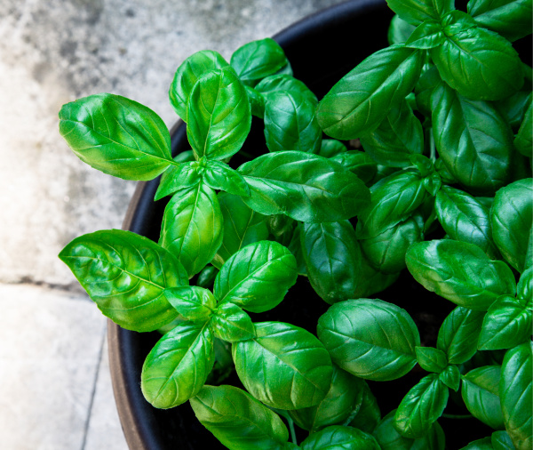 Fresh basil in a pot. 