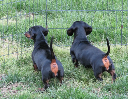 dachshund pups