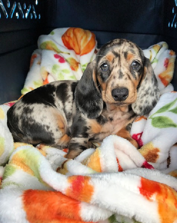 Dachshund puppy dappled