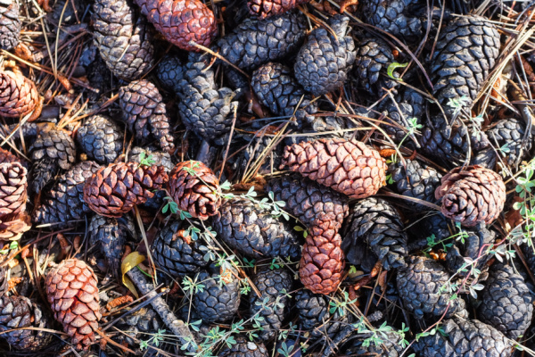 pinecones on the ground. 