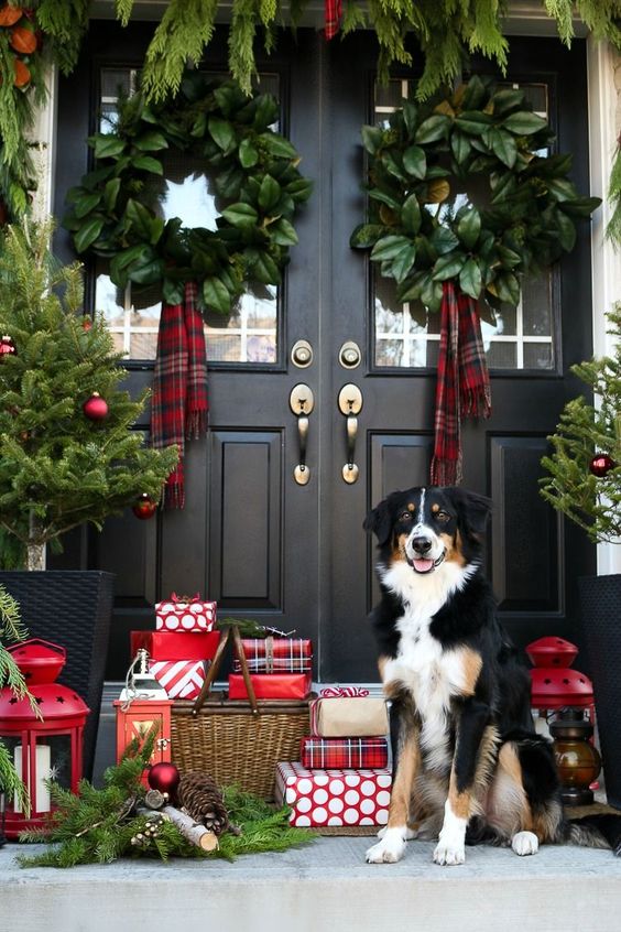 Black and white dog sitting on front porch decorated for christmas