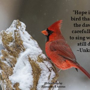 Red cardinal sitting on a snowy tree bench with a quote of home Silent Sunday