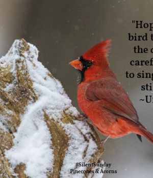 Red cardinal sitting on a snowy tree bench with a quote of home Silent Sunday
