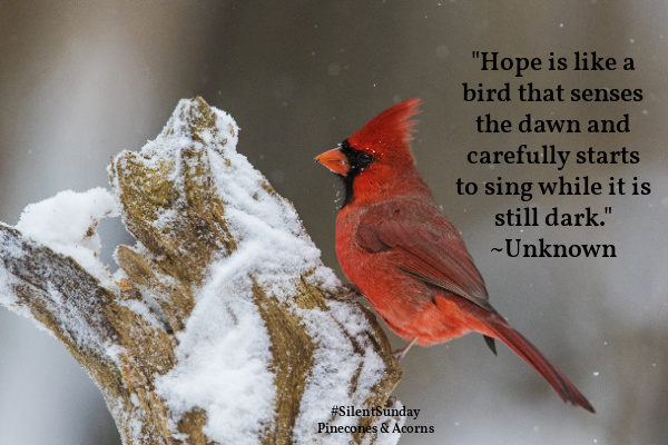Red cardinal sitting on a snowy tree bench with a quote of home Silent Sunday