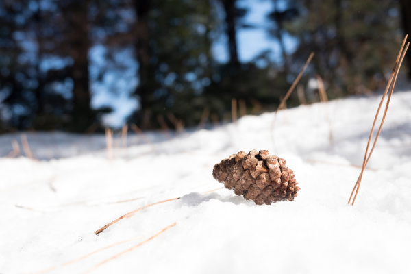 pinecone in the snow