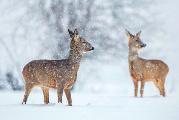 two deer standing in the snow