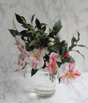 Weekend meanderings pink and white Camellia flowers in a jar