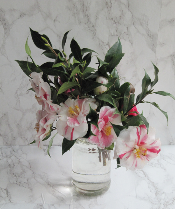 Weekend meanderings pink and white Camellia flowers in a jar