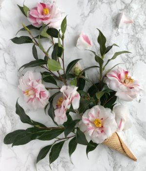 camellia flowers in a cone
