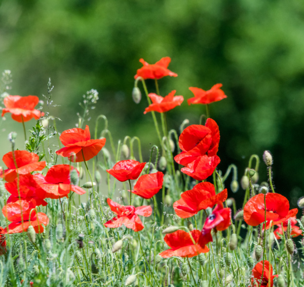 red poppies