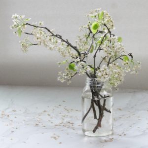 white cherry blossoms in a mason jar