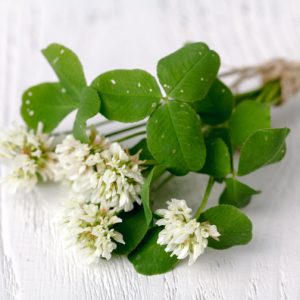 white clover tied with ribbon