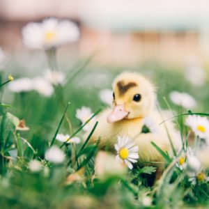 baby chick in the flowers