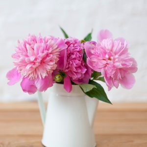 pink peonies in a white pitcher