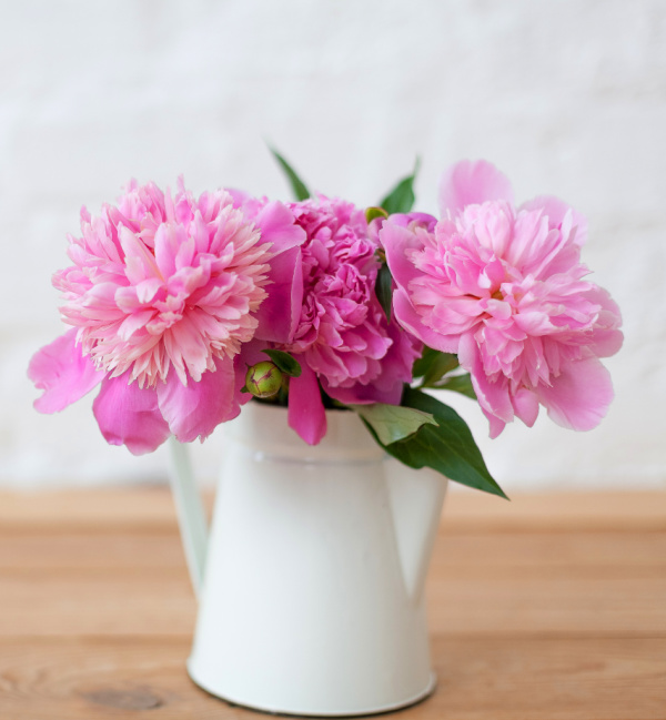 pink peonies in a white pitcher