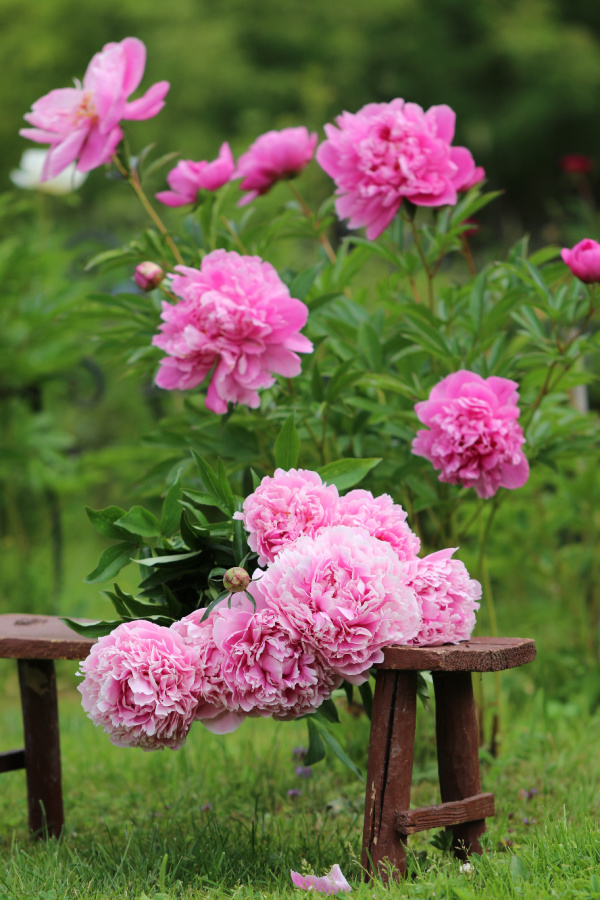 pink peonies on a wood bench