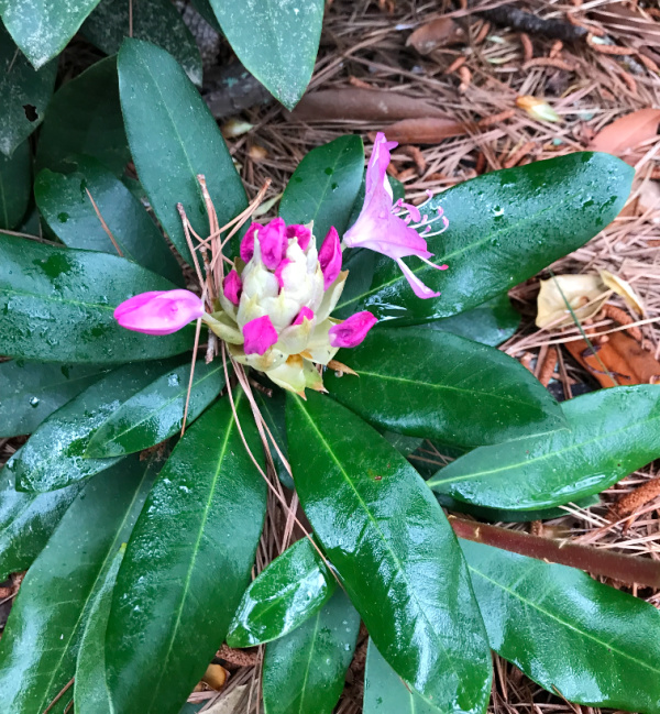Monday musings rhododendrons