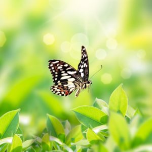 butterfly landing on grass