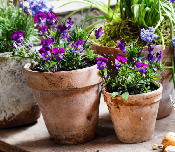20 little things container garden