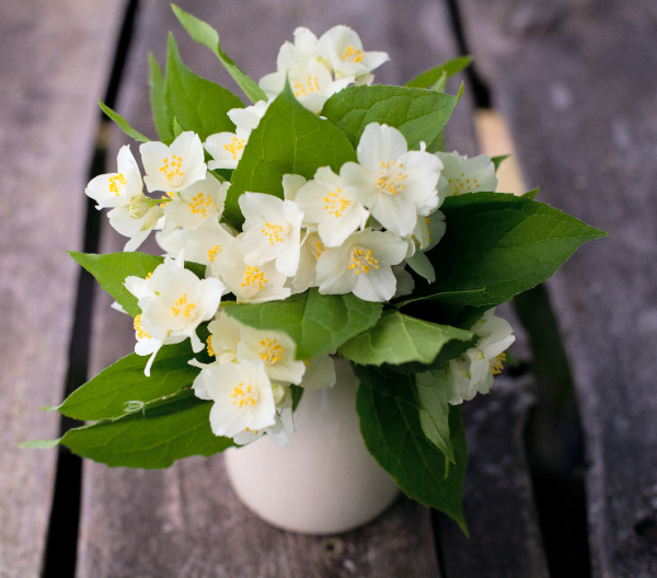 gardenia in a vase on a deck plank