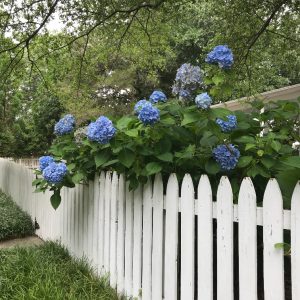 blue hydrangea white picket fence