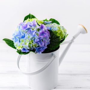 blue hydrangeas in a white enamel pitcher