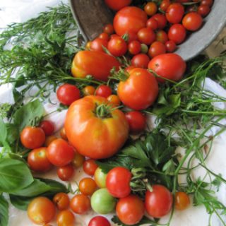 galvanized bucket tipped on its side with a plethora of colorful tomatoes of all shapes and size and green herbs