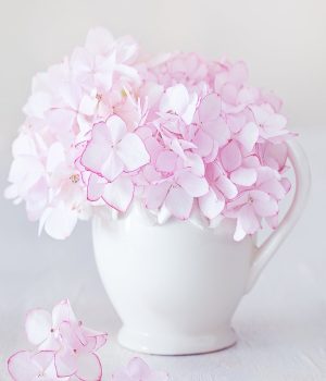 pink hydrangeas in a white pitcher