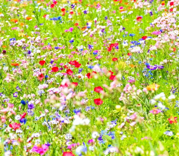 weekend meanderings wildflower meadow