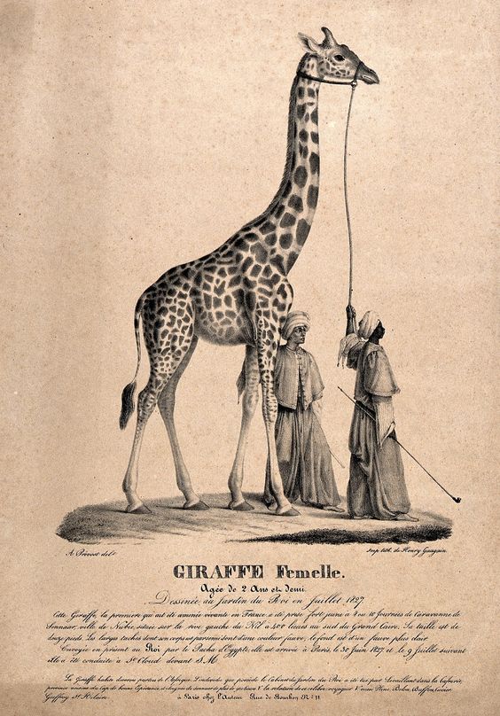 vintage newspaper with two Arab men holding a giraffe