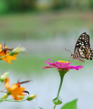 zinnias and butterfly