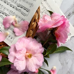Pink camellia flowers laying on sheet music.