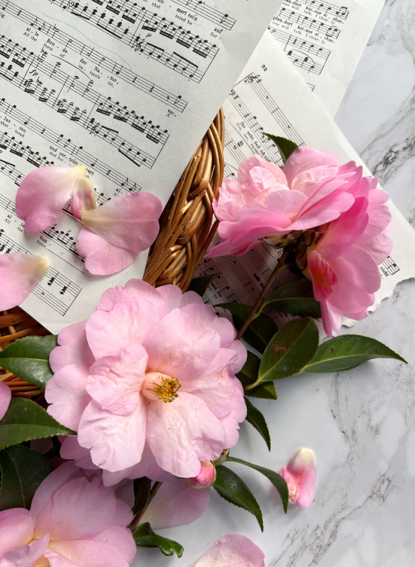 Pink camellia flowers laying on sheet music. 
