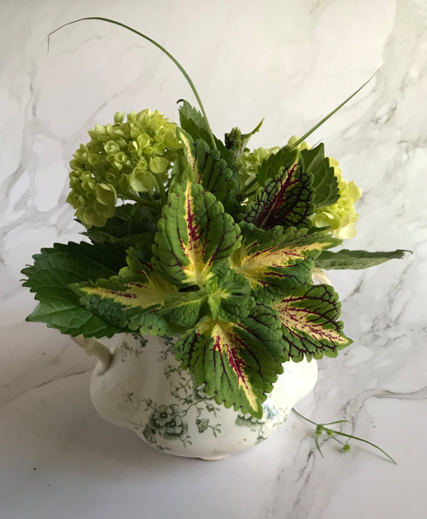coleus and hydrangea in a vintage green and white transfer ware sugar bowl.
