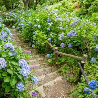 BLUE HYDRANGEAS Along a dirt path with steps with hand railing.