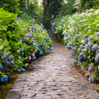 blue and pink hydrangeas along a stone path.