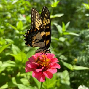 a black and yellow butterfly on a pink zinnia.