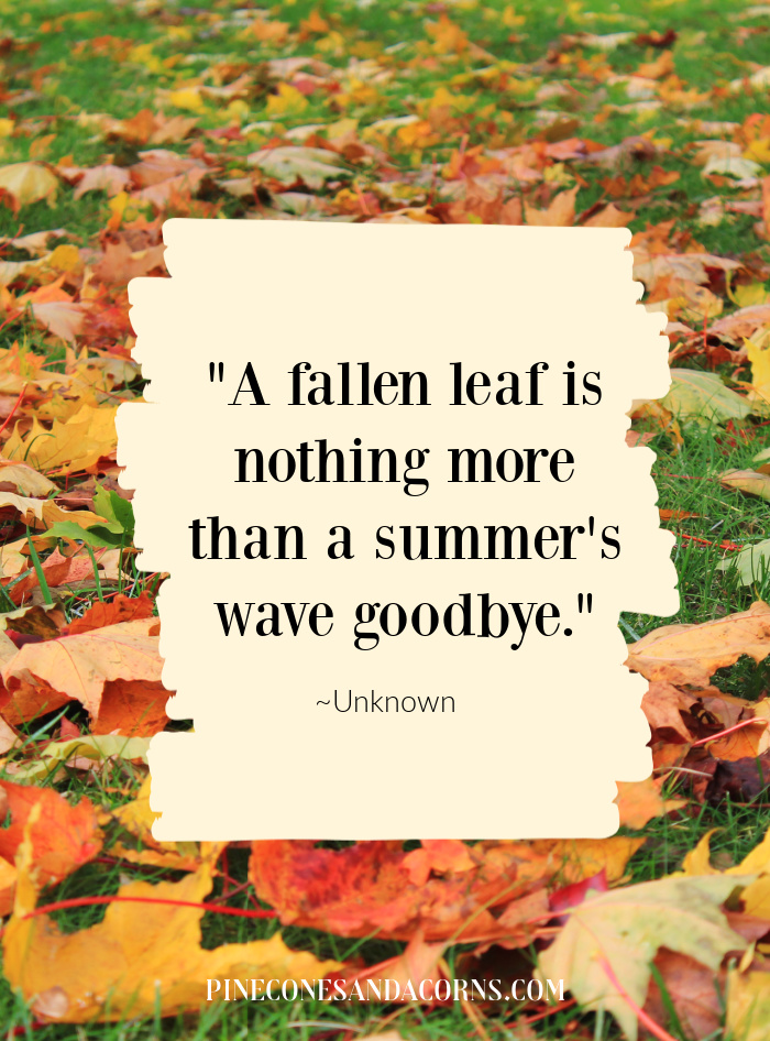 "A fallen leaf is nothing more than a summer's wave goodbye."