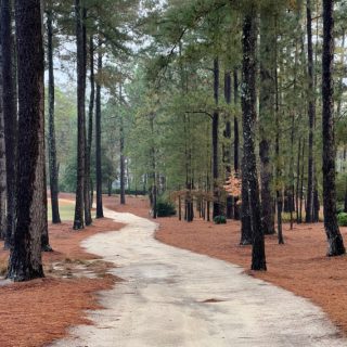 Sandy trail in the pines.