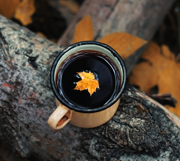 fall leaf in a cup on a log