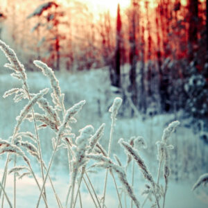 Winter sunrise with snow covered grass and trees.