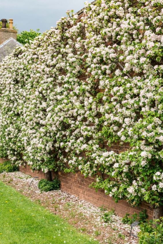 Gordon Castle walled fruit trees