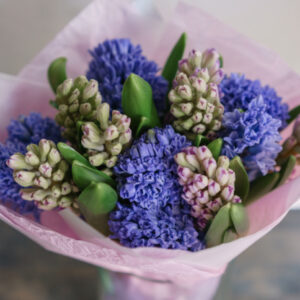purple and pink hyacinth