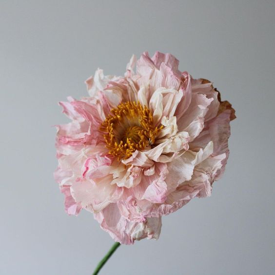 Signe Elisabeth Scharling